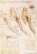 LEONARDO da Vinci The muscles of arm, shoulder and neck Spain oil painting artist